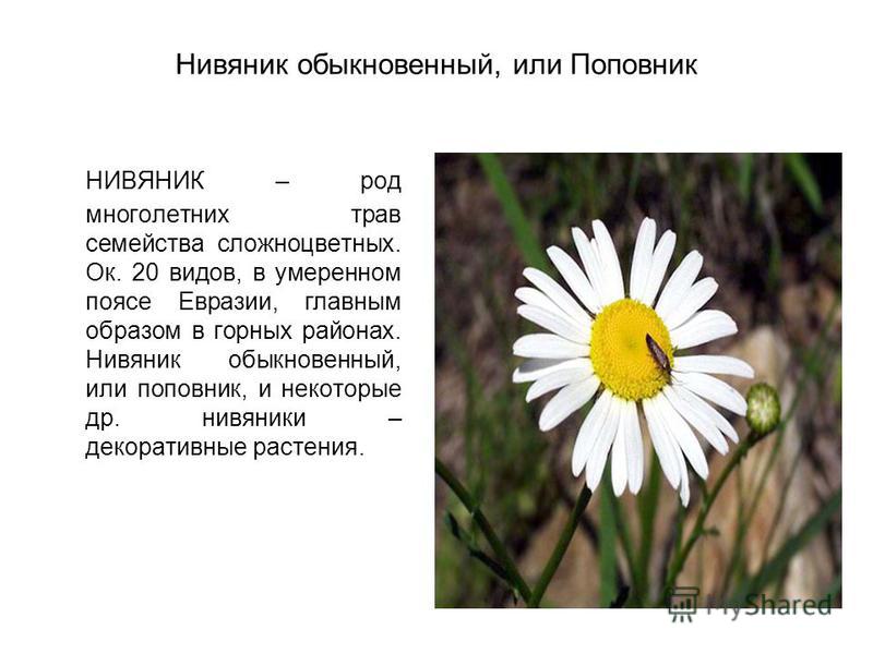 Нивяник цветок как выглядит фото и описание