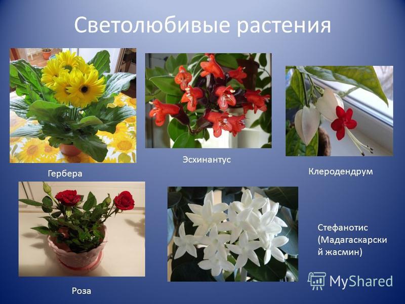 Название садовых цветов с фотографиями по алфавиту