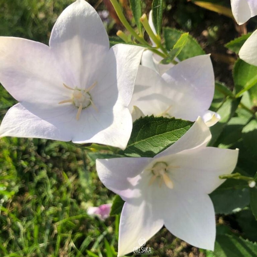 Платикодон фото на клумбе многолетники цветок