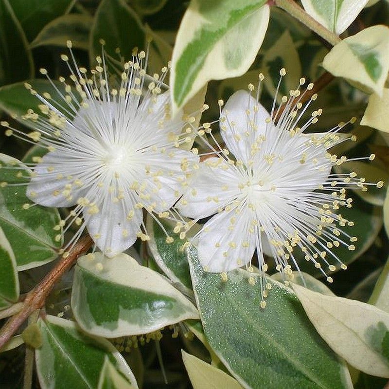 Myrtus Variegata