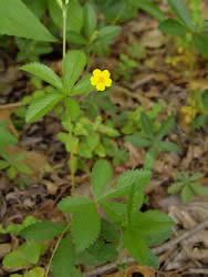 Cinquefoil plant picture