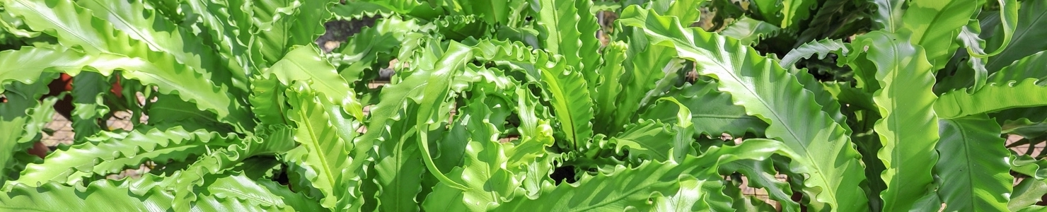 Asplenium photo