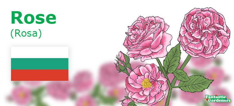 Bulgarian national flower