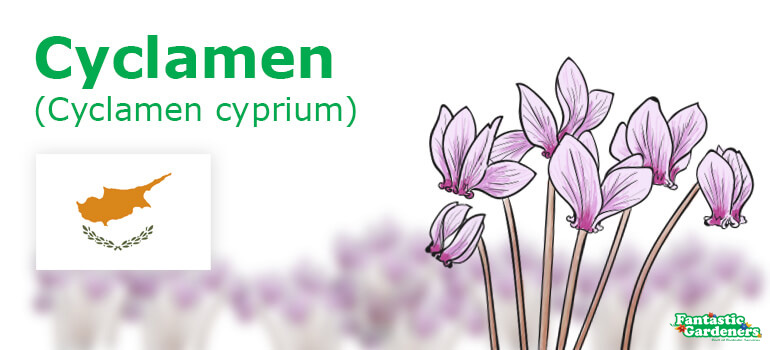 National flower of Cyprus