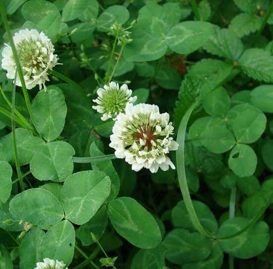 Living Mulch of White Clover