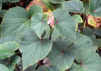 Hardy Begonia is known for its beautiful foliage.Karen Russ, ©2007 HGIC, Clemson Extension 