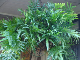 A Kangaroo Paw Fern (<em>Microsorum diversifolium</em>) needs regular, even moisture all year to grow properly.