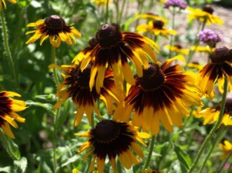 Black-eyed Susan (Rudbeckia hirta) is a short-lived perennial that is often planted as an annual. 
