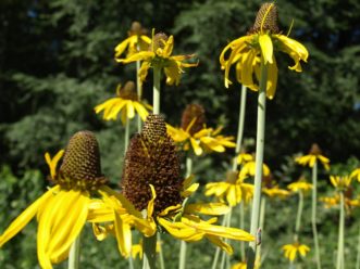 Brown eyed Susan (Rudbeckia maxima) is species native to the Southern United States. 