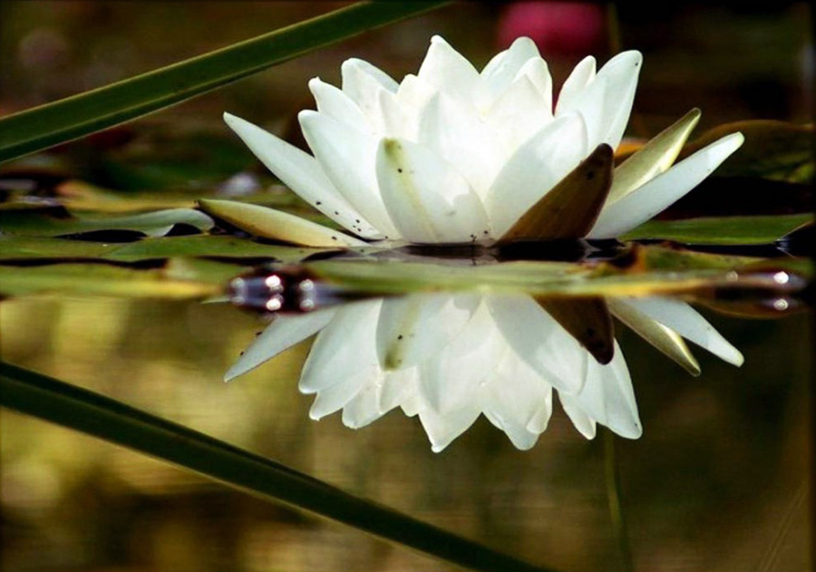 Лотос — божественный цветок Востока, или Символ чистоты и совершенства в творчестве, фото № 2