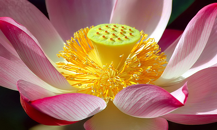Лотос — божественный цветок Востока, или Символ чистоты и совершенства в творчестве, фото № 4