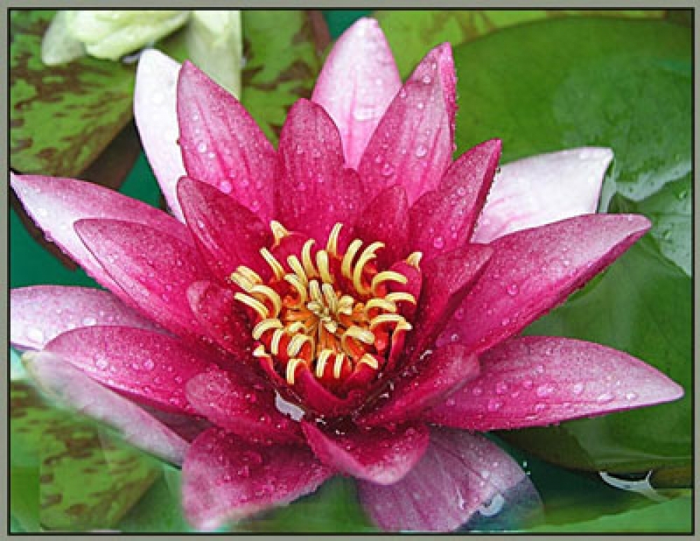 Лотос — божественный цветок Востока, или Символ чистоты и совершенства в творчестве, фото № 5