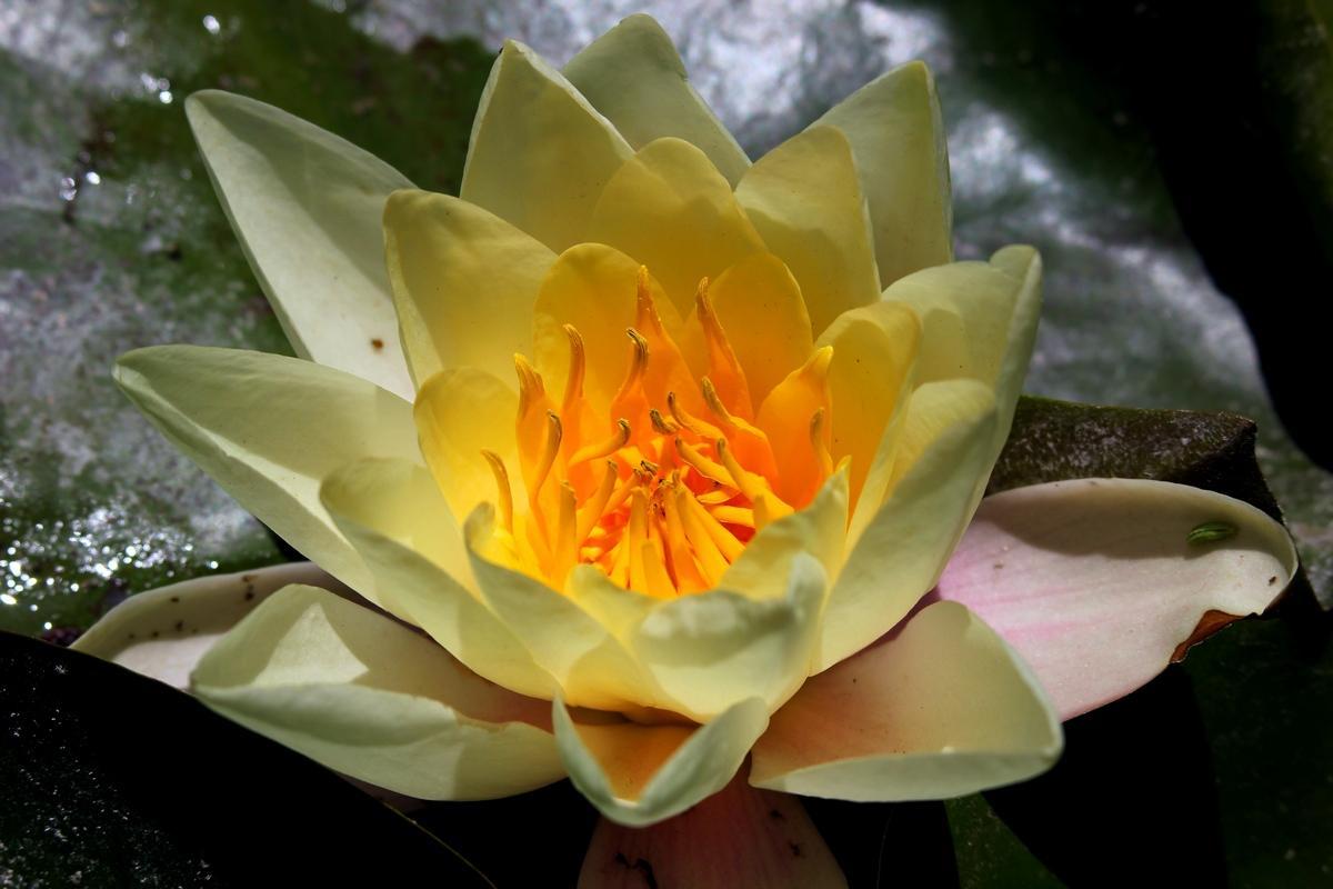 Лотос — божественный цветок Востока, или Символ чистоты и совершенства в творчестве, фото № 3