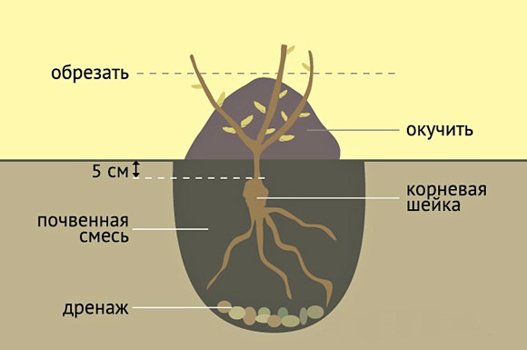 Перед посадкой на дно каждой ямы насыпается слой глины, горсть суперфосфата и с полведра перегноя