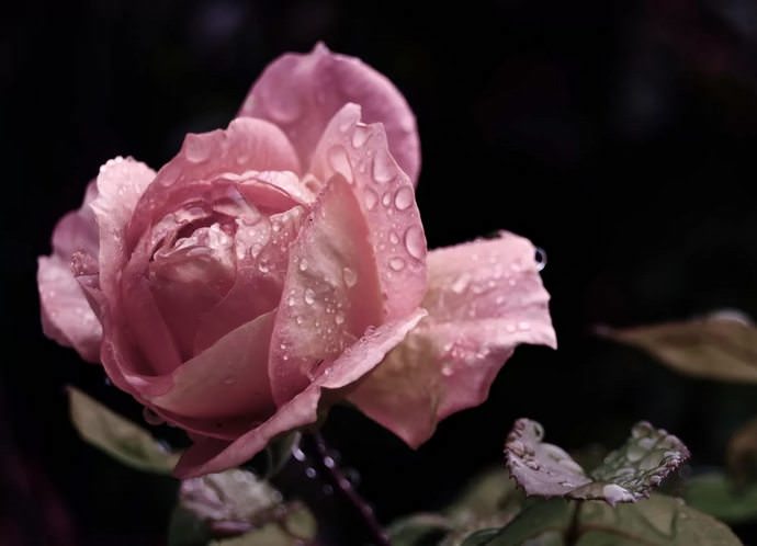 Розы – это одна из самых отзывчивых на удобрения и полив культур