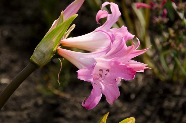 Паркер – сорт с типичными для амариллисов по форме и размеру цветками насыщенно-розового цвета
