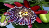 Пассифлора – это стратоцвет, который отличается удивительными по красоте цветками