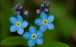 Незабудки – маленькие голубые цветы радуют глаз и поднимают настроение