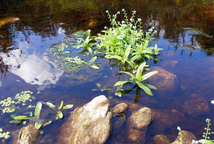 Незабудка болотная растет на берегах болот, рек, озер, так как любит влажную почву
