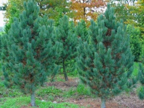 Сосна кедровая европейская pinus cembra Glauca. Сосна кедровая Глаука Компакта (Pinus cembra Glauca Compacta) 07