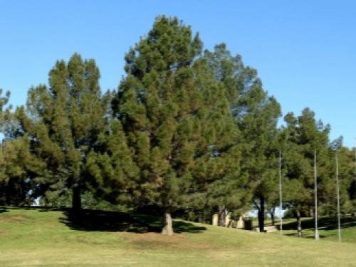 Сосна кедровая европейская pinus cembra Glauca. Сосна кедровая Глаука Компакта (Pinus cembra Glauca Compacta) 08