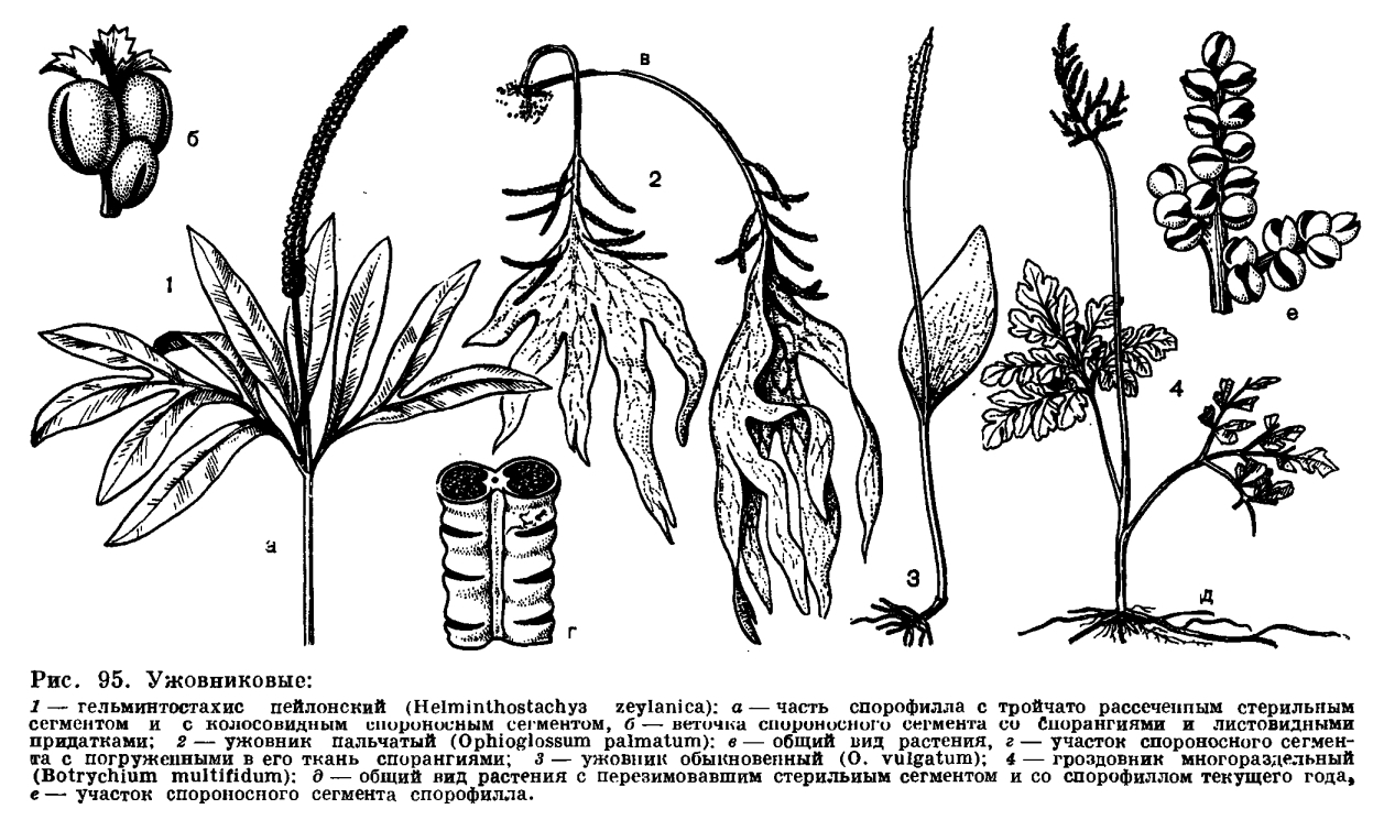Семейство ужовниковые (Ophioglossaceae — характеристика семейства)