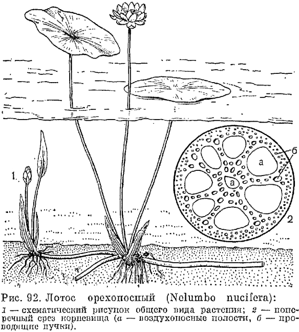 Семейство лотосовые (Nelumbonaceae)