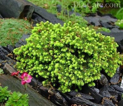 Красавица Picea abies "Little Gem"