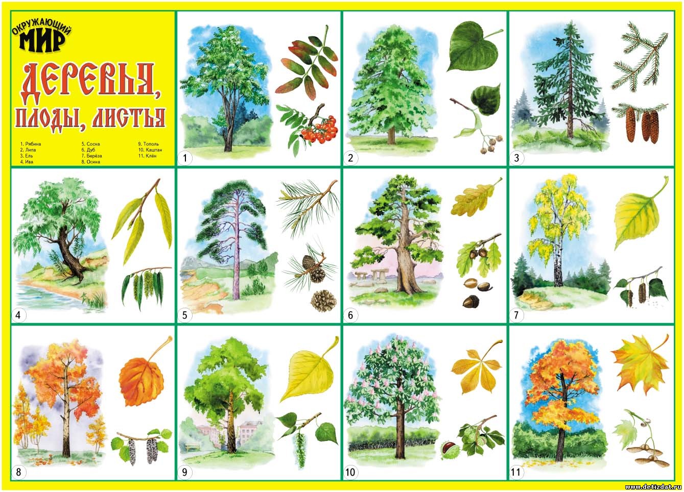 плоды и семена деревьев картинки с названиями