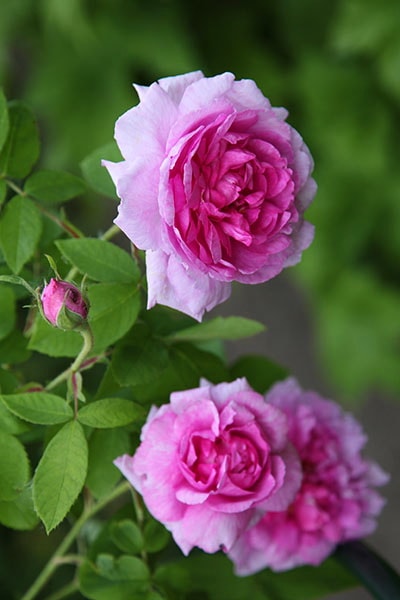 розовая роза сорт Persian Rose