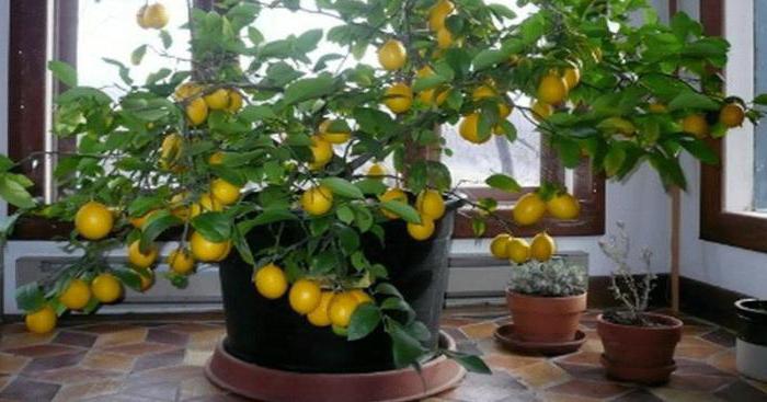 уход за лимоном в домашних условиях