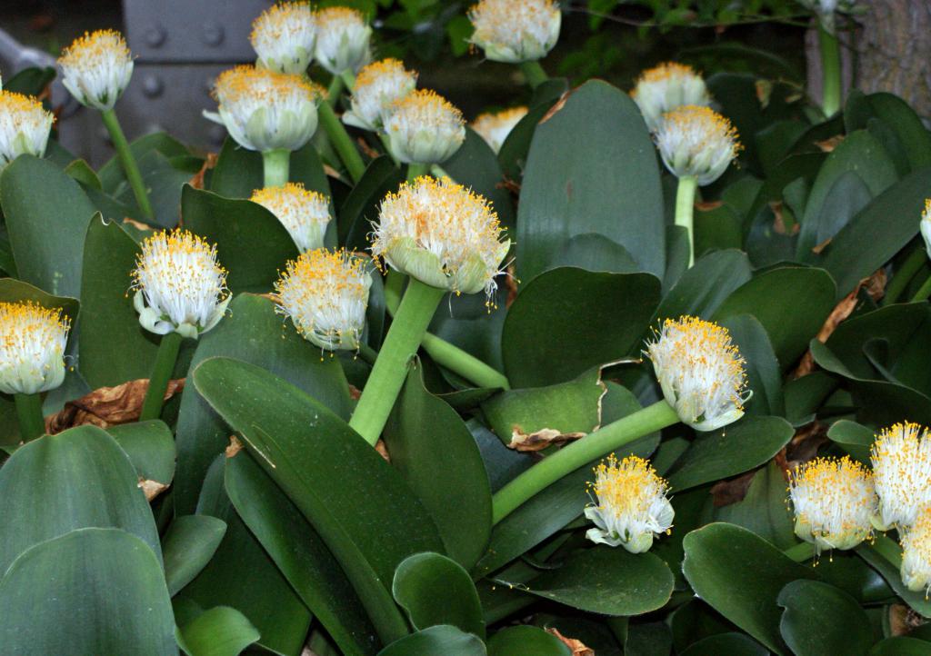 Гемантус - цветковое луковичное растение