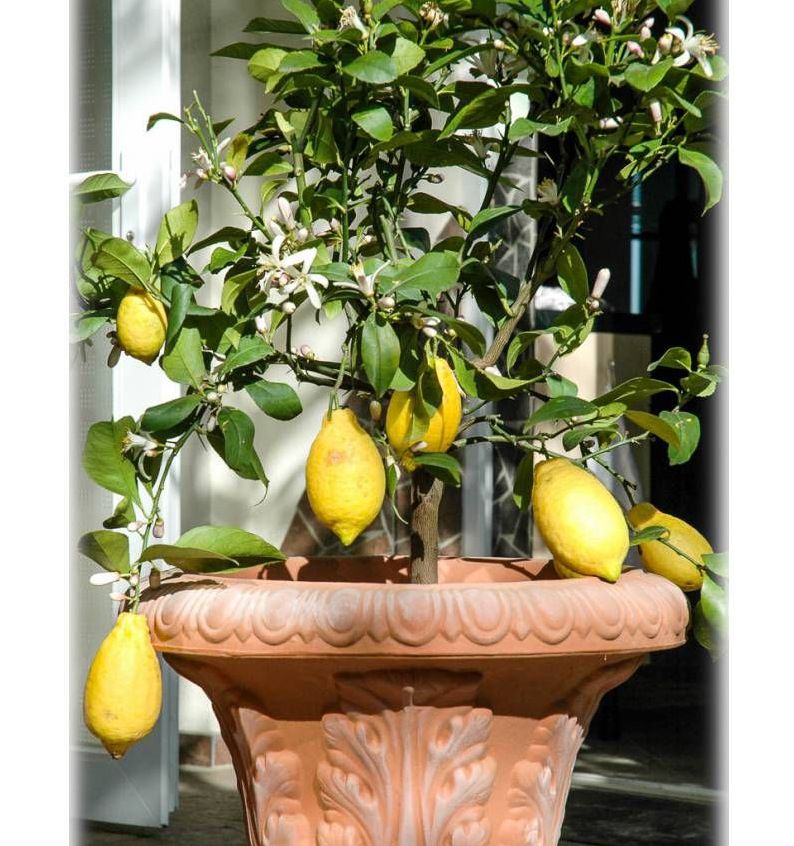 выращивание лимона