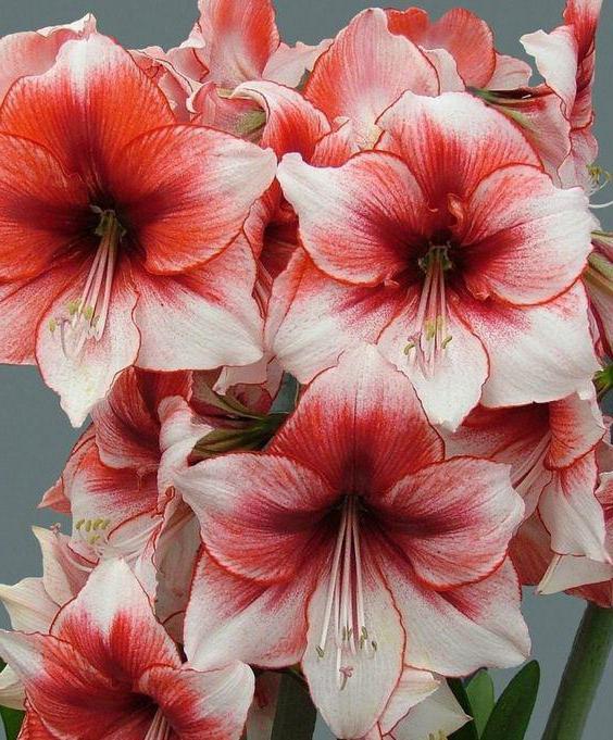цветы семейства амариллисовых фото с названиями 