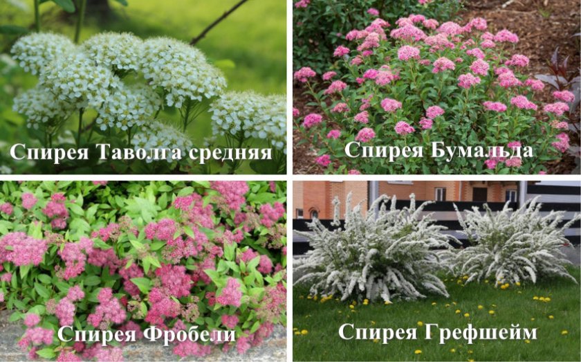 Сорта для живой изгороди Сорта для живой изгороди