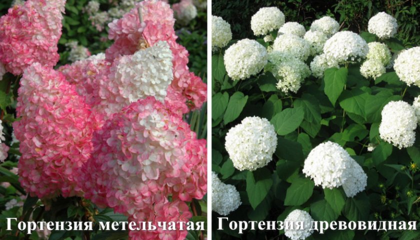 Виды гортензий