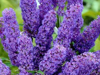 Буддлея Давида (Buddleja Davidii)