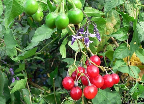 Solanum dulcamara