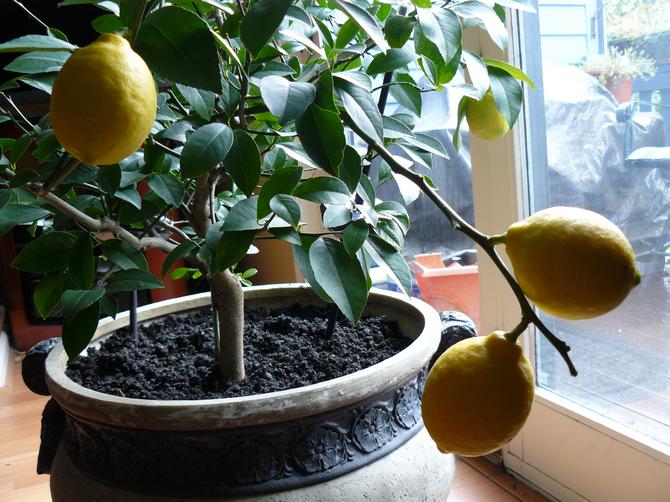 Подкармливают лимоны намного чаще, чем любое другое домашнее растение