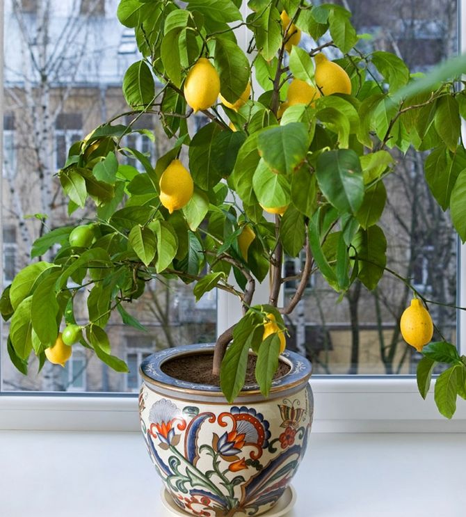 Выращивание и уход за лимоном в домашних условиях