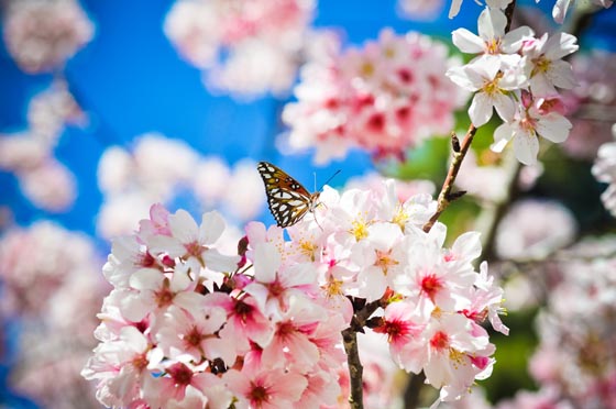 фото цветущей вишни (12)