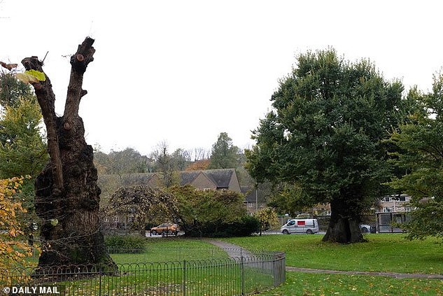 Research into Dutch elm disease resistant strains appears to be paying off, a recently-released report form the Future Trees Trust has noted. Pictured, such developments were sadly too late to save one member of the Preston twins, which contracted the disease earlier this year