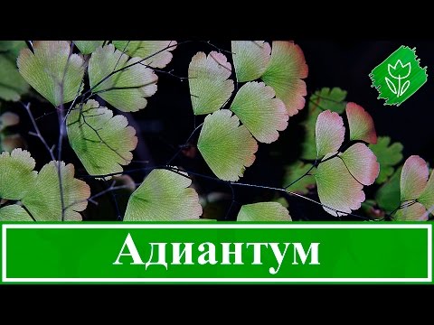 adiantum-foto-video-vidy-vyrashhivanie-i-uhod-v-domashnih-usloviyah-77