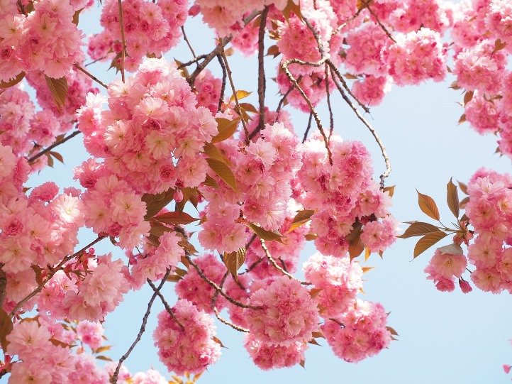 Сакура в отличие от вишни имеет махровые цветы