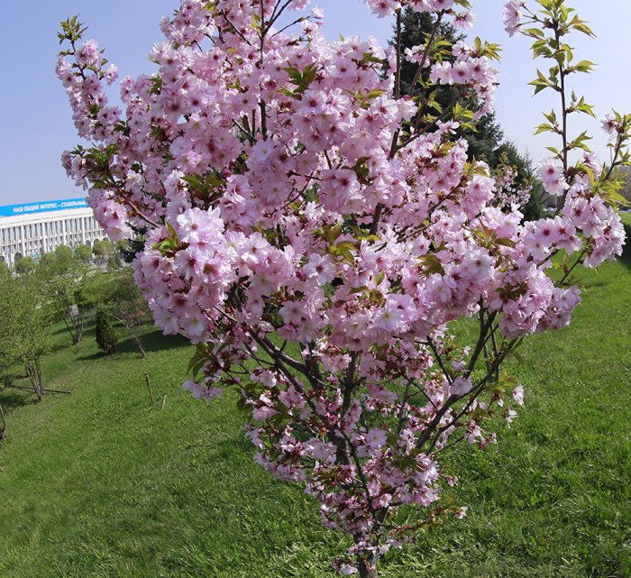 Цветение сакуры - в чем отличие от вишни