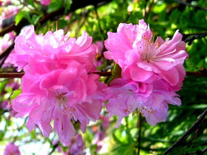 Уход за сакурой - внесение подкормок для обильного цветения