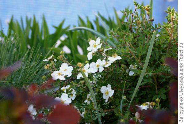Лапчатка кустарниковая с белыми цветками