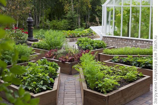 Декоративный огород - изюминка сада, фото сайта xn--80abh5ars.xn--p1ai