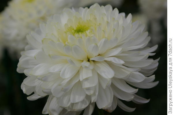Хризантема садовая сорт Zembla White