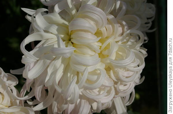Хризантема садовая сорт Белый Пудель